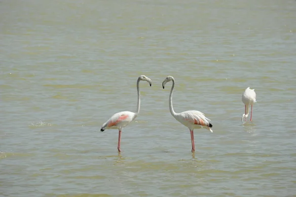 Vista Panorâmica Flamingos Majestosos Natureza — Fotografia de Stock