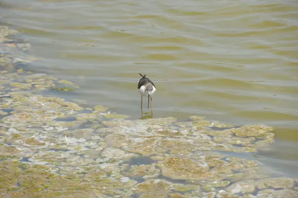 Spain Waders Costa Blanca — стоковое фото