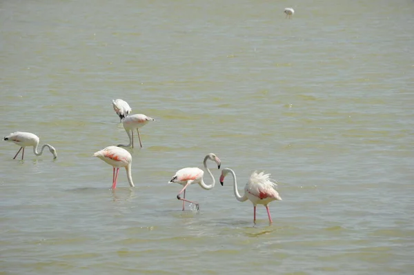 Vista Panorâmica Flamingos Majestosos Natureza — Fotografia de Stock