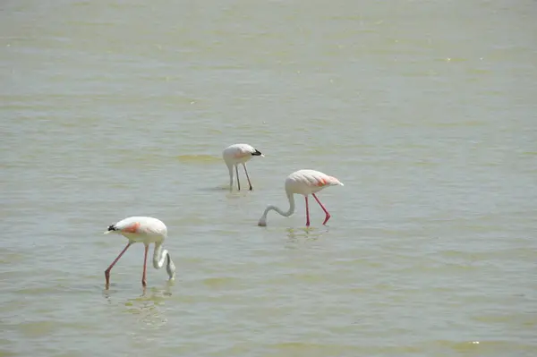 Vue Panoramique Des Flamants Roses Majestueux Nature — Photo