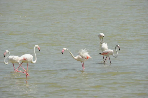 Festői Kilátás Fenséges Flamingók Természetben — Stock Fotó