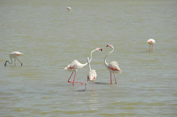 Doğadaki Görkemli Flamingoların Manzarası — Stok fotoğraf