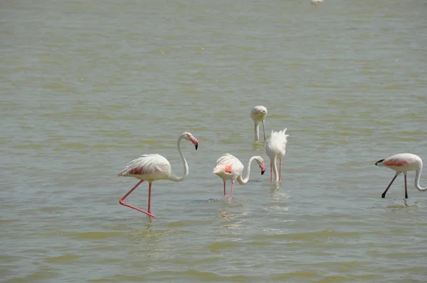 Vista Panorâmica Flamingos Majestosos Natureza — Fotografia de Stock