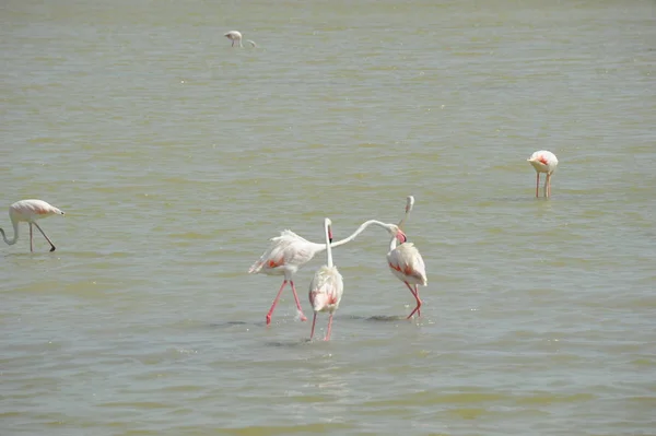 Festői Kilátás Fenséges Flamingók Természetben — Stock Fotó