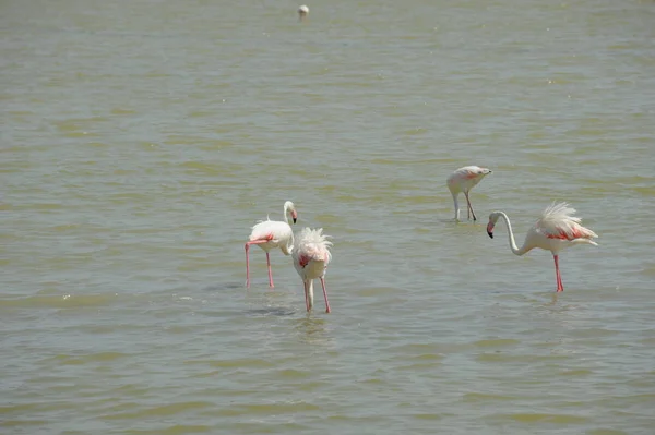 Vista Panorámica Majestuosos Flamencos Naturaleza —  Fotos de Stock