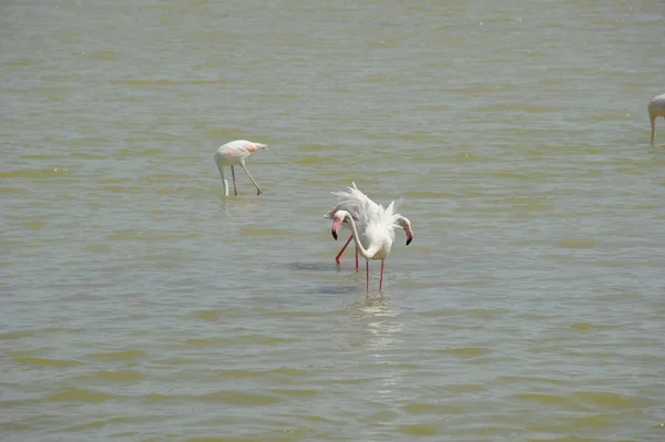Vacker Utsikt Över Majestätiska Flamingos Naturen — Stockfoto