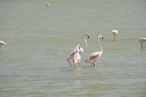 Vista Panorámica Majestuosos Flamencos Naturaleza — Foto de Stock