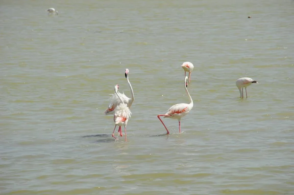 Festői Kilátás Fenséges Flamingók Természetben — Stock Fotó