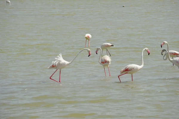 Vue Panoramique Des Flamants Roses Majestueux Nature — Photo