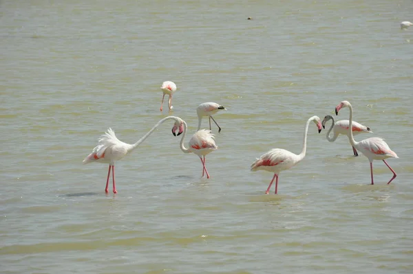 Festői Kilátás Fenséges Flamingók Természetben — Stock Fotó