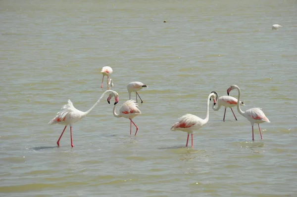 Vue Panoramique Des Flamants Roses Majestueux Nature — Photo