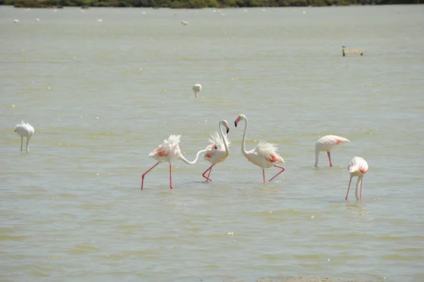 Vista Panorâmica Flamingos Majestosos Natureza — Fotografia de Stock