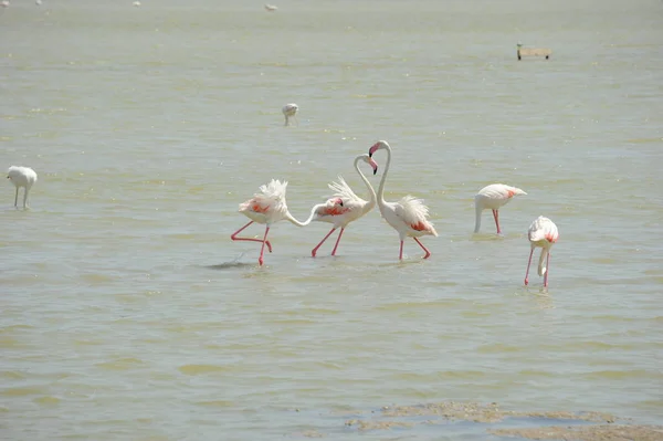 Vista Panorâmica Flamingos Majestosos Natureza — Fotografia de Stock