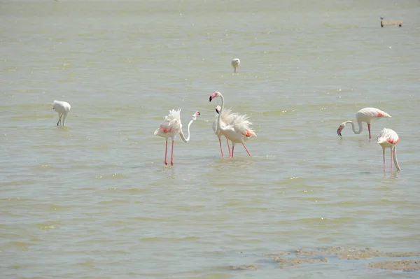 Malerischer Blick Auf Majestätische Flamingos Der Natur — Stockfoto