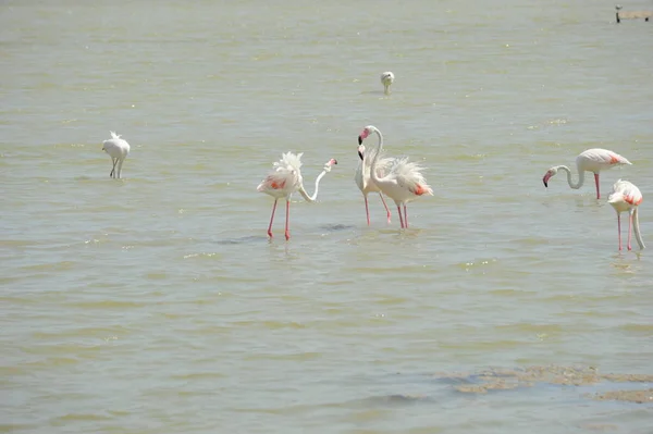 Festői Kilátás Fenséges Flamingók Természetben — Stock Fotó