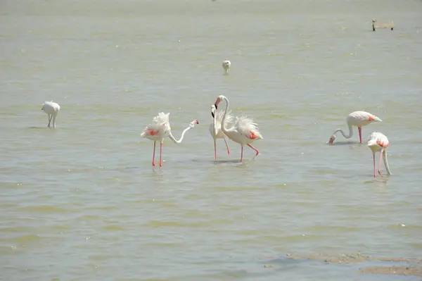 Malerischer Blick Auf Majestätische Flamingos Der Natur — Stockfoto