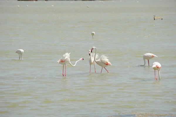 Vue Panoramique Des Flamants Roses Majestueux Nature — Photo