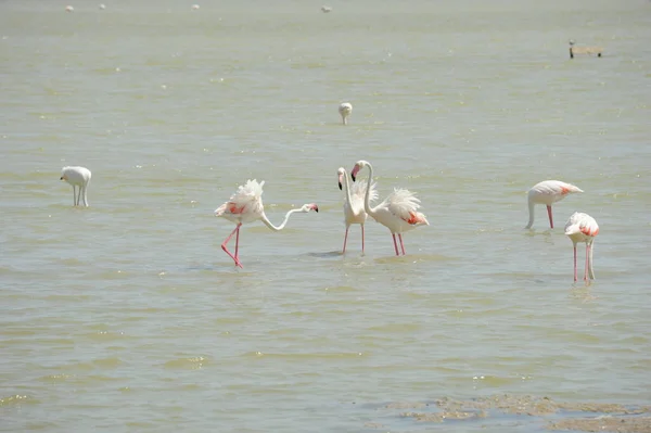 Vista Panorâmica Flamingos Majestosos Natureza — Fotografia de Stock