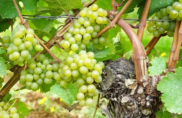 Piante Agricoltura Alberi Uva — Foto Stock