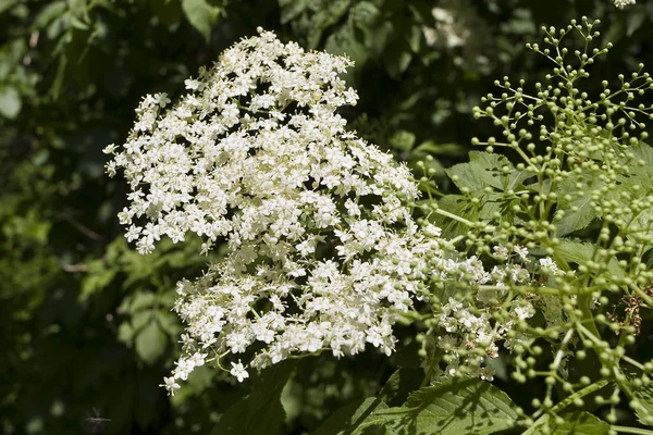 Flores Saúco Mayo — Foto de Stock