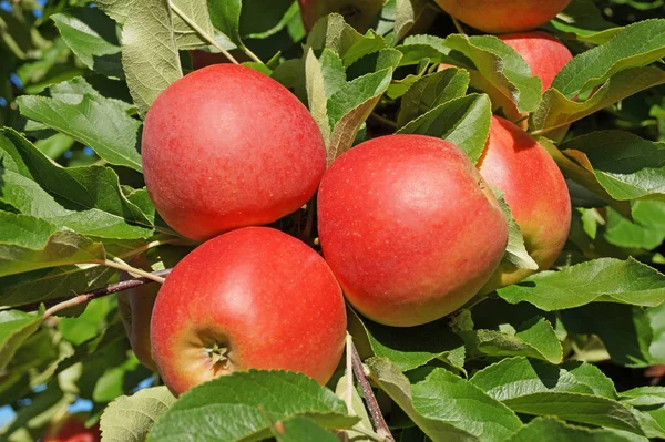 Autumn Harvest Selective Focus — Stock Photo, Image