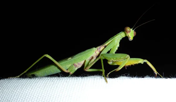 Mantis Mantis Night — стоковое фото