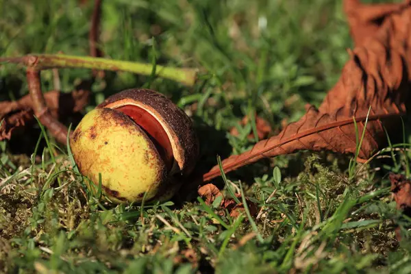 Paddenstoelen Paddenstoelen Schimmels — Stockfoto