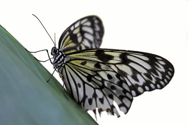 Papel Kite Mariposa Idea Leuconoe Que Macro — Foto de Stock