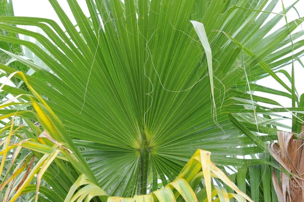 Palmblad Spanien Kopiera Utrymme — Stockfoto