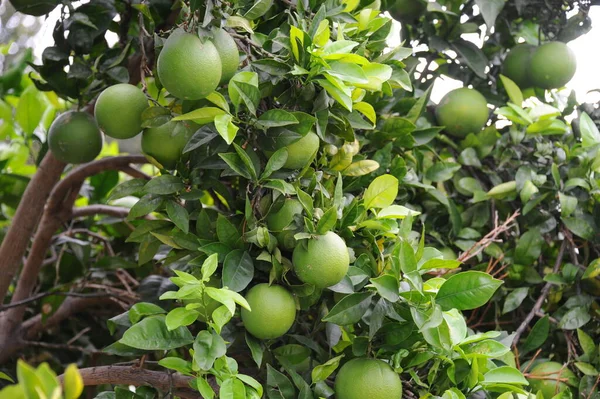 Tree Orange Citrus Fruits — Stock Photo, Image