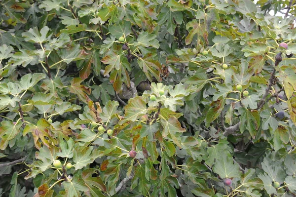 Fichi Foglie Verdi Degli Alberi Alberi Frutto — Foto Stock