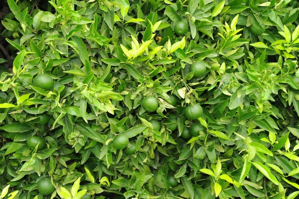 Dolor Mandarina Árbol — Foto de Stock