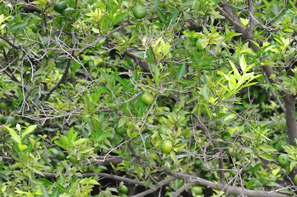 Spanje Mandarijnen Aan Boom — Stockfoto