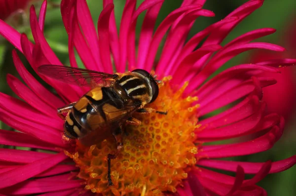 Schöne Blumen Florales Konzept Natur Hintergrund — Stockfoto