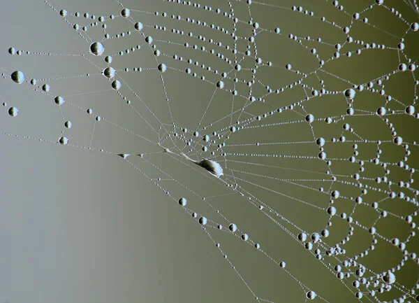 이슬에 실려오는 거미줄 — 스톡 사진