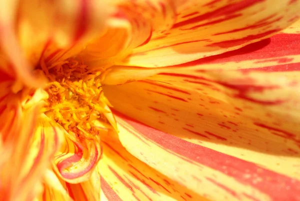 Turuncu Bir Yıldız Çiçeğinin Içi — Stok fotoğraf