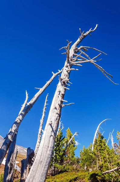 Мертвое Дерево Природная Флора — стоковое фото