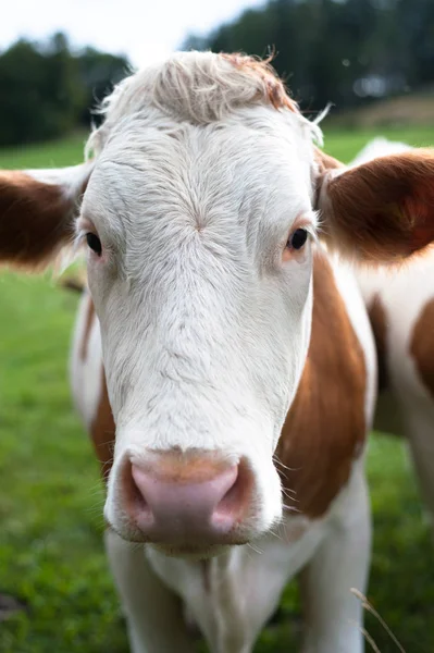 Retrato Uma Vaca Austrain Campo — Fotografia de Stock