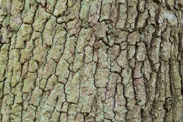 Chiuda Una Corteccia Quercia Come Sfondo — Foto Stock