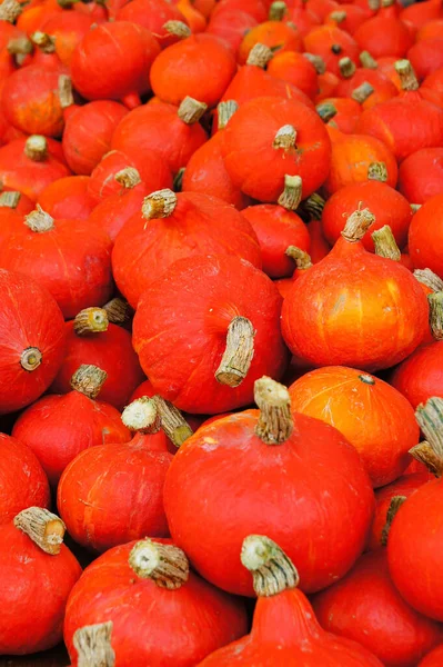 Autumn Harvest Selective Focus — Stock Photo, Image