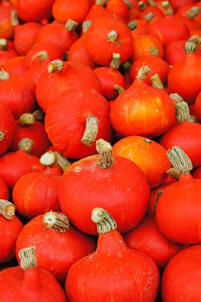 Autumn Harvest Selective Focus — Stock Photo, Image