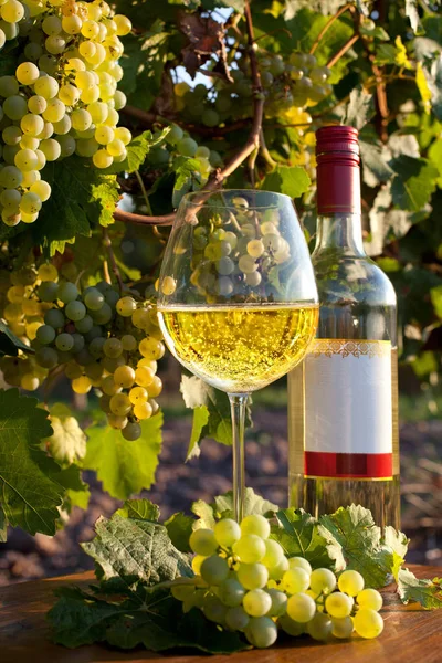 Víno Slunečném Podzimu — Stock fotografie