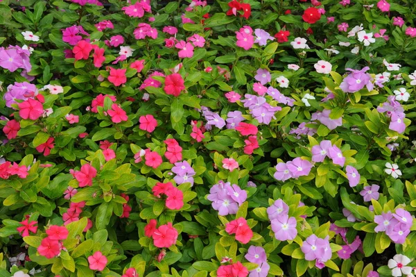 Spagna Fiori Fioriscono Nel Giardino — Foto Stock