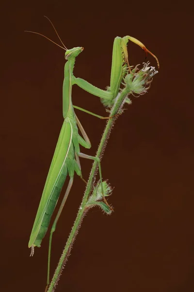 Adicionado Mantis Croatia — Fotografia de Stock