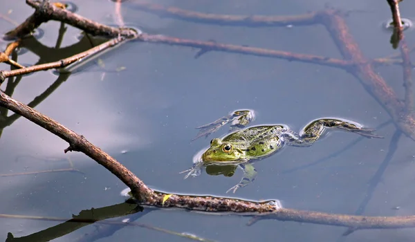 Obojživelné Zvíře Divoká Žába — Stock fotografie