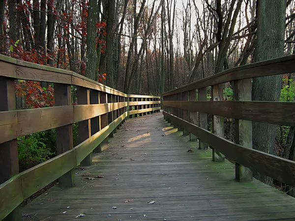 Una Fotografia Una Foresta Autunno — Foto Stock