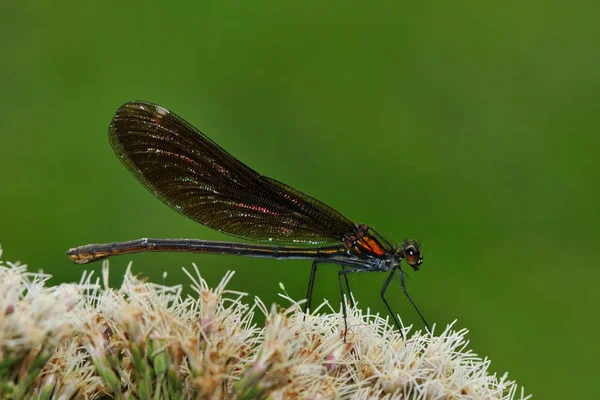 Closeup Macro View Dragonfly Insect — Stock Photo, Image