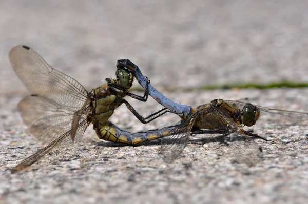 Zwartstaartskimmer Orthetrum Annulatum — Stockfoto