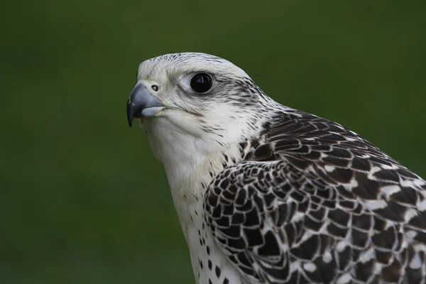 Scenic View Beautiful Falcon Nature — Stock Photo, Image