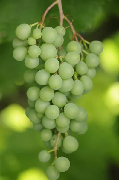 Гроздья Винограда Фрукты — стоковое фото